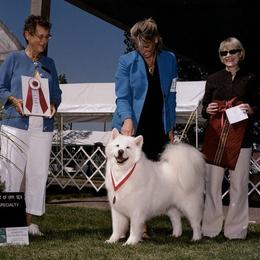 Samoyed All Grown Up from Cirque D' Samz