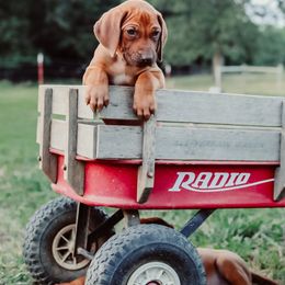 Rhodesian Ridgeback Puppies from Raven’s Ridgeback