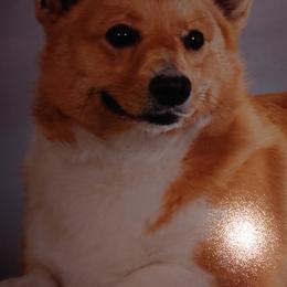 German Shepherds and Pembroke Welsh Corgis from Ruby's Corgi's
