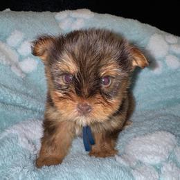 Rolo - Chocolate, tan and white male Yorkshire Terrier puppy in Flowood, Mississippi from Prissy PawPals