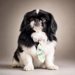 Jake - Pekingese