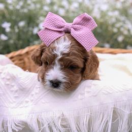 Rivers - Apricot female Cavapoo puppy in Payson, Utah from Little Diamond Doodles