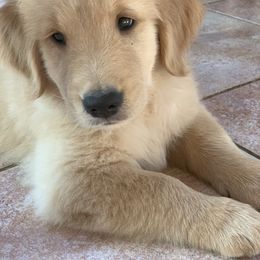 Golden Retriever Puppies from Lake Champlain Goldens
