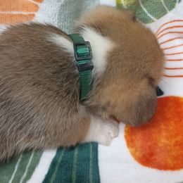 Pembroke Welsh Corgi Puppies from Episode Corgis