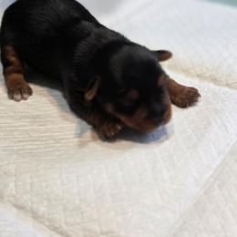Rosie's Boy 2 - Black and tan male Yorkshire Terrier puppy in Aiken, South Carolina from Sio's Yorkies