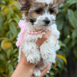 Molly - Chocolate tan and white female Biewer Terrier puppy in Antelope, California from Olena Niemchynova