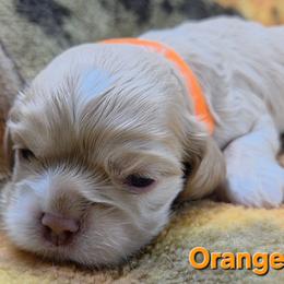 Orange - Buff male Cocker Spaniel puppy in Lebanon, Missouri from Spring Hollow Cocker Spaniels