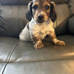 Dallas - Piebald male Dachshund puppy in Milroy, Pennsylvania from Not Your Average Weiner