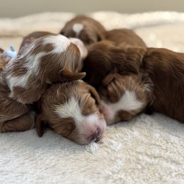 Goldendoodle puppies from Plush Doodles