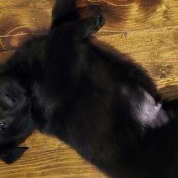 German Shepherds from Von Forester German Shepherds