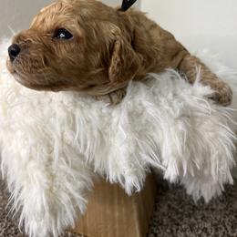 Cavapoo Puppies from Freckles Family Cavapoos