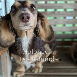Bria - Dachshund