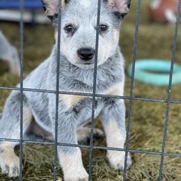 Australian Cattle Dog Puppies from Tin Roof Australian Cattle Dogs