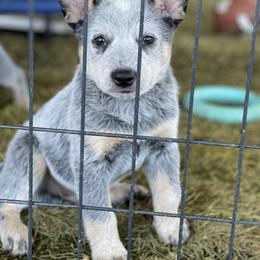 Australian Cattle Dog Puppies from Tin Roof Australian Cattle Dogs