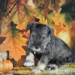Miniature Schnauzer Puppies from King’s Miniature Schnauzers