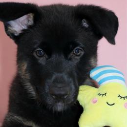 Brietta - Black and cream female German Shepherd puppy in De Land, Florida from 3B’s Animal Artistry