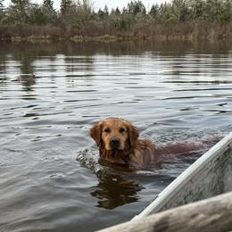 Golden Retriever Puppies from Stackhouse Family Farm