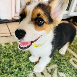 Reid Wiseman - Black and white male American Corgi puppy in Cocoa, Florida from Cascadian Space Coast Corgis LLC