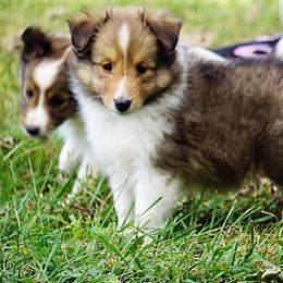 Pomsky, Shetland Sheepdog, and Toy Shetland Sheepdog Puppies from Mountain High Kennels