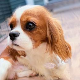 Maverick - Cavalier King Charles Spaniel