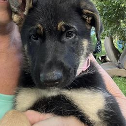 German Shepherd Puppies from TNT Pups