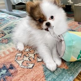 Chihuahua and Pomeranian Puppies from Bliss Acres Farm
