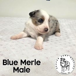 Brody - Blue merle male Miniature Australian Shepherd puppy in Jaroso, Colorado from Heaven Sent Aussies