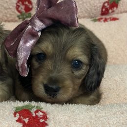 Lindsey - Cream female Dachshund puppy in Brenham, Texas from 1 Moore Dachshund