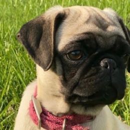 Pugs from M.R. Pugs