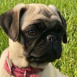 Pugs from M.R. Pugs