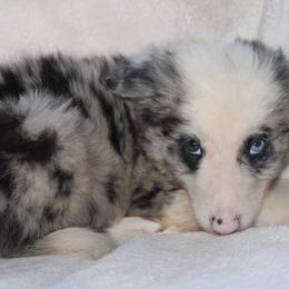 Wish - Black and white male Border Collie puppy in Cedartown, Georgia from Ferguson Border Collies