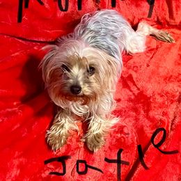 Zaxie - Yorkshire Terrier