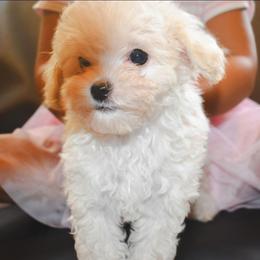 Clover - White female Maltipoo puppy in Rainbow City, Alabama from Southland Farm Kennels