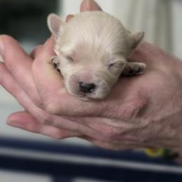 Male 5 - Tan male Morkie puppy in Pittsburgh, Pennsylvania from Maria's Morkies & More