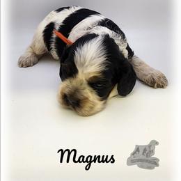 Magnus - Blue roan and tan male Cocker Spaniel puppy in Tecumseh, Oklahoma from Gambill's Cocker Spaniel Cuties