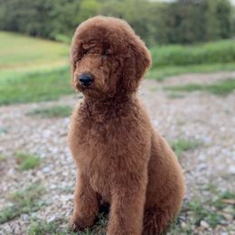 Bolt - Poodle