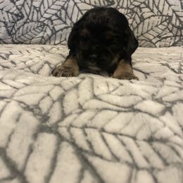 Cocker Spaniel Puppies from Hershey Sugar Rd Cockers