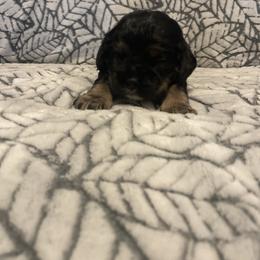 Cocker Spaniel Puppies from Hershey Sugar Rd Cockers