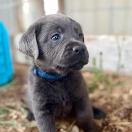 Oakley (Blue Collar) - Charcoal male Dilute Retriever puppy in Baldwin City, Kansas from Hedge Lane Labradors