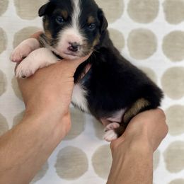 Rigatoni - Black tri-color Australian Shepherd puppy in Salinas, California from AA Aussies