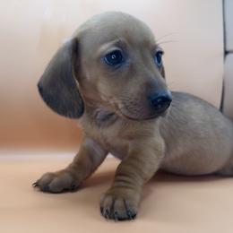 Ember - Sable female Dachshund puppy in Barstow, California from Kindle & Burrow Dachshunds