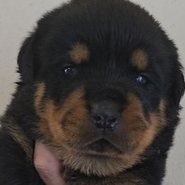 Blue boy - Black and mahogany male Rottweiler puppy in Lake City, Florida from Haus Der Wut Kennels