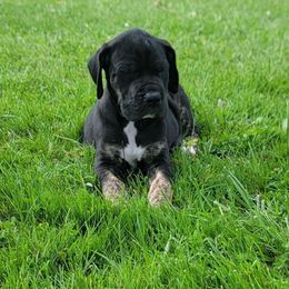 Buttercup - Black female Great Dane puppy in Port Clinton, Ohio from LakeSide Danes