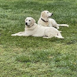 Golden Retriever All Grown Up from West KY Goldens and Doodles