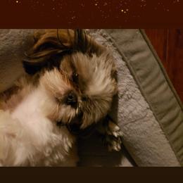 Shih Tzu Puppies from Shih Tzu Kennels