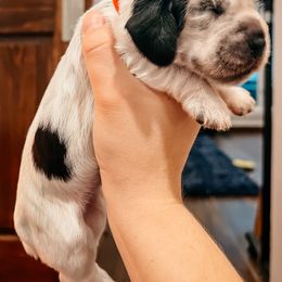 English Cocker Spaniel Puppies from MD Dogs Inc
