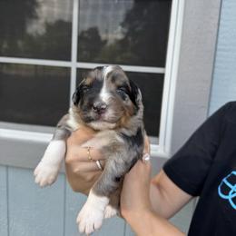 Rowdy - Blue merle male Australian Shepherd puppy in San Tan Valley, Arizona from SJR AUSSIES