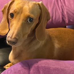 Jazzmine - Red female Dachshund puppy in Irving, Texas from DFW Dachshunds by G & S