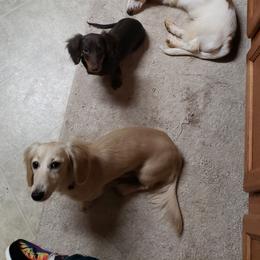 Basset Hound and Dachshund Puppies from V's Southern Angels