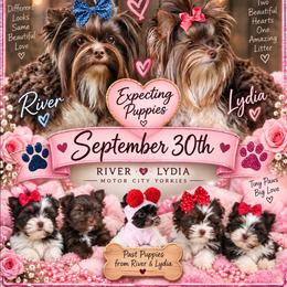 Yorkshire Terrier puppies from Danielle's Yorkie Babies
